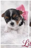 Lily, a female Biewer for sale in Concord, CA – Photo 2 of 4