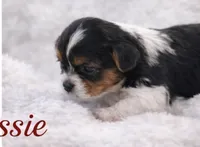 Penny, a female Biewer for sale in Concord, CA – Photo 10 of 10