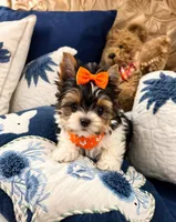 Penny, a female Biewer for sale in Concord, CA – Photo 2 of 5