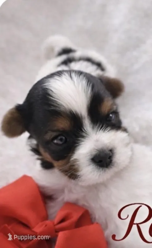 Penny – Biewer puppy for sale in Concord, CA