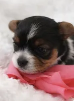 Penny, a female Biewer for sale in Concord, CA – Photo 4 of 10