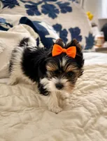Penny, a female Biewer for sale in Concord, CA – Photo 3 of 5