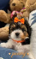 Penny, a female Biewer for sale in Concord, CA – Photo 1 of 5