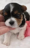 Penny, a female Biewer for sale in Concord, CA – Photo 2 of 10