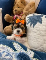 Penny, a female Biewer for sale in Concord, CA – Photo 4 of 5