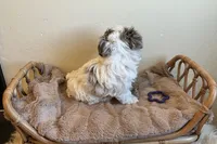 Nico, a male Yorkshire Terrier for sale in Hinckley, UT – 3 of 3