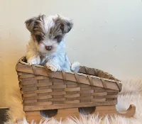 Nico, a male Yorkshire Terrier for sale in Hinckley, UT – 2 of 3
