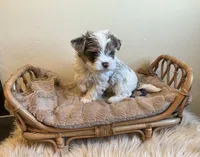 Nico, a male Yorkshire Terrier for sale in Hinckley, UT – 1 of 3