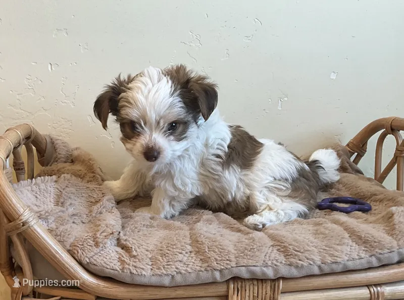 Bodie – Yorkshire Terrier puppy for sale in Hinckley, UT