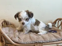 Bodie, a male Yorkshire Terrier for sale in Hinckley, UT – 1 of 3