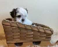 Tali, a female Yorkshire Terrier for sale in Hinckley, UT – 2 of 3