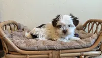 Tali, a female Yorkshire Terrier for sale in Hinckley, UT – 3 of 3