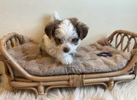 Bodie, a male Yorkshire Terrier for sale in Hinckley, UT – 2 of 3