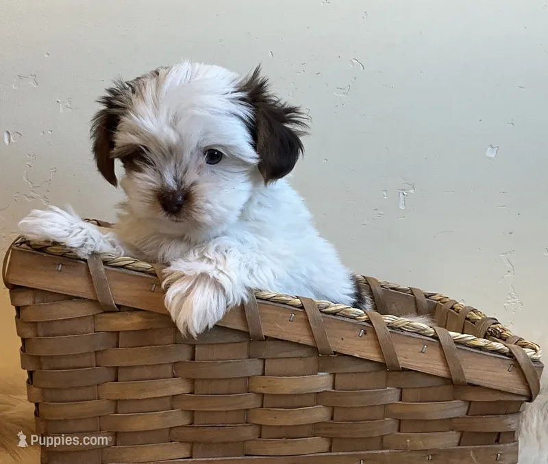 Tali – Yorkshire Terrier puppy for sale in Hinckley, UT