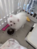 Mochi , a female Pomeranian for sale in Miami, FL – 1 of 3