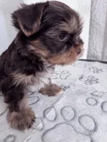 Chocolate and Tan Boy 🍫, a male Yorkshire Terrier for sale in Miami, FL – 6 of 6