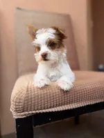 Theo, a male Yorkshire Terrier for sale in Miami, FL – 5 of 5