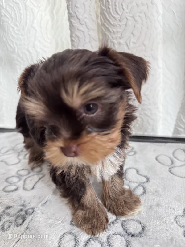 Chocolate and Tan Boy 🍫 – Yorkshire Terrier puppy for sale in Miami, FL