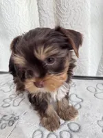 Chocolate and Tan Boy 🍫, a male Yorkshire Terrier for sale in Miami, FL – 1 of 6