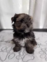 Stunning Sable Male Yorkshire Teddy Bear Face! 🧸, a male Yorkshire Terrier for sale in Miami, FL – 3 of 4