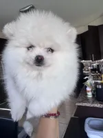 Mochi , a female Pomeranian for sale in Miami, FL – 3 of 4