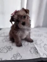Penny, a female Yorkshire Terrier for sale in Miami, FL – 8 of 10