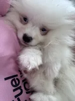 Mochi , a female Pomeranian for sale in Miami, FL – 3 of 3