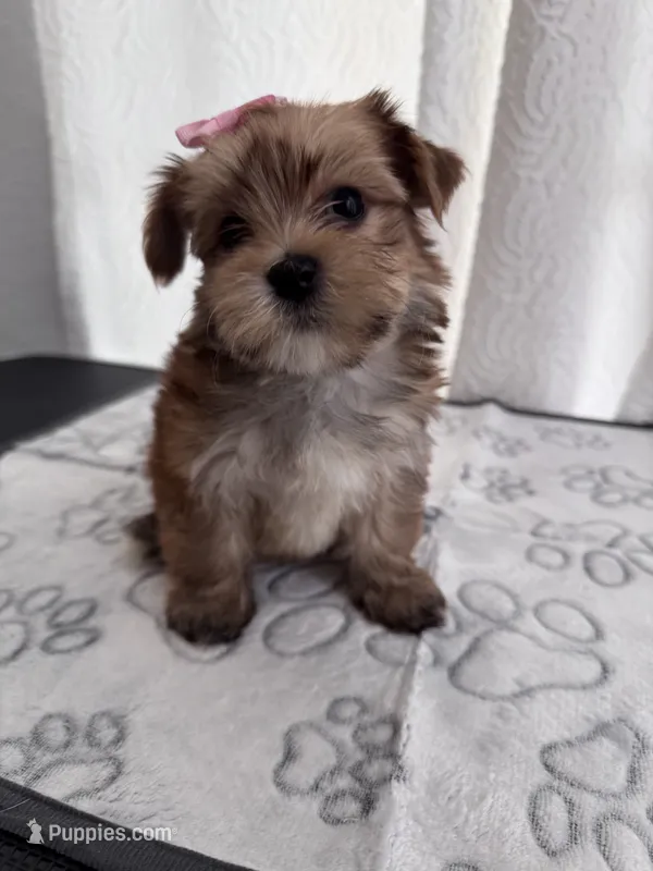 Penny – Yorkshire Terrier puppy for sale in Miami, FL