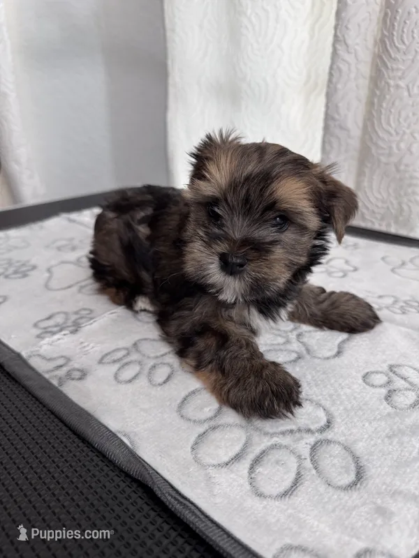 Stunning Sable Male Yorkshire Teddy Bear Face! 🧸 – Yorkshire Terrier puppy for sale in Miami, FL