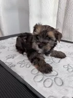 Stunning Sable Male Yorkshire Teddy Bear Face! 🧸, a male Yorkshire Terrier for sale in Miami, FL – 1 of 4