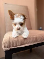 Theo, a male Yorkshire Terrier for sale in Miami, FL – 4 of 5