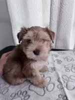 “Golddust” Chocolate-Blonde Yorkie Boy, a male Yorkshire Terrier for sale in Miami, FL – 4 of 7