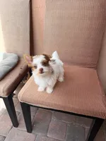 Theo, a male Yorkshire Terrier for sale in Miami, FL – 2 of 5