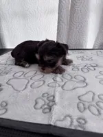 Chocolate and Tan Boy 🍫, a male Yorkshire Terrier for sale in Miami, FL – 3 of 6