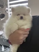 Mochi , a female Pomeranian for sale in Miami, FL – 4 of 4