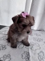 Penny, a female Yorkshire Terrier for sale in Miami, FL – 5 of 10