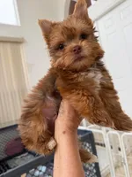 Julian, a male Yorkshire Terrier for sale in Miami, FL – 6 of 6