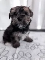 Stunning Sable Male Yorkshire Teddy Bear Face! 🧸, a male Yorkshire Terrier for sale in Miami, FL – 4 of 4