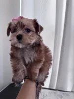 Penny, a female Yorkshire Terrier for sale in Miami, FL – 3 of 10