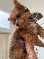 Julian, a male Yorkshire Terrier for sale in Miami, FL – 2 of 6