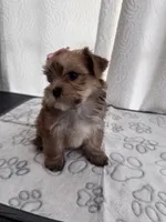 Penny, a female Yorkshire Terrier for sale in Miami, FL – 9 of 10