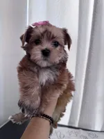 Penny, a female Yorkshire Terrier for sale in Miami, FL – 4 of 10