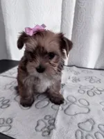 Penny, a female Yorkshire Terrier for sale in Miami, FL – 6 of 10