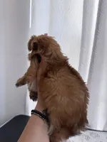 Penny, a female Yorkshire Terrier for sale in Miami, FL – 10 of 10