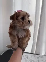 Penny, a female Yorkshire Terrier for sale in Miami, FL – 2 of 10