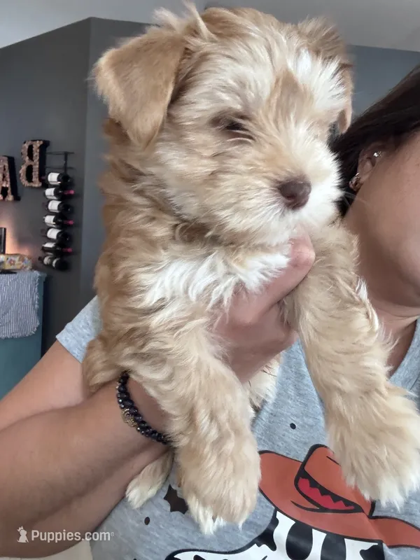 “Golddust” Chocolate-Blonde Yorkie Boy – Yorkshire Terrier puppy for sale in Miami, FL