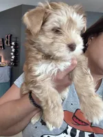 “Golddust” Chocolate-Blonde Yorkie Boy, a male Yorkshire Terrier for sale in Miami, FL – 1 of 7