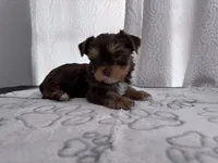 Chocolate and Tan Boy 🍫, a male Yorkshire Terrier for sale in Miami, FL – 5 of 6