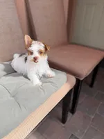 Theo, a male Yorkshire Terrier for sale in Miami, FL – 3 of 5