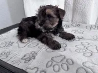 Stunning Sable Male Yorkshire Teddy Bear Face! 🧸, a male Yorkshire Terrier for sale in Miami, FL – 2 of 4